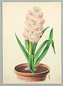 Hyacinth, Duke of Wellington, Plate from Edward George Henderson's "The Illustrated Bouquet"