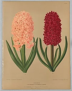 Hyacinths: I.S.R. Gigantea and GÃ©nÃ©ral Pelissier, Plate 115 from A. C. Van Eeden's "Flora of Haarlem"