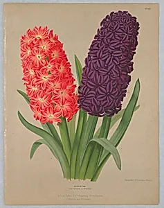 Hyacinths, Solfatare and Mimosa, Plate 7 from A. C. Van Eeden's "Flora of Haarlem"