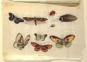 Insects by Unknown