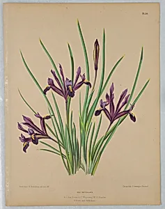 Iris Reticulata, from A. C. Van Eeden's "Flora of Haarlem"