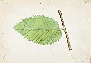 Jagged Leaf Edge Caterpillar, study for book Concealing Coloration in the Animal Kingdom