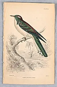 Klass Golden Cuckoo, Plate 21 from Birds of Western Africa