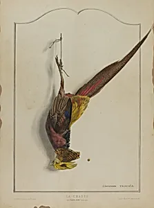 La Chasse: Le Faisan Dore