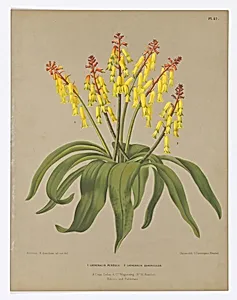 Lachenalia Pendula and Lachenalia Quadricolor, Plate 47 from A. C. Van Eeden's "Flora of Haarlem"