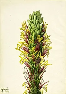 Lechuguilla (Agava lechuguilla) by Mary Vaux Walcott