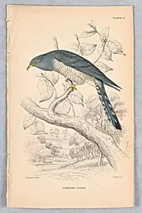 Lineated Cuckoo, Plate 18 from Birds of Western Africa