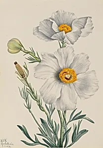 Matilija Poppy (Romneya coulteri) by Mary Vaux Walcott