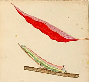 "Mirror-Back" Caterpillar, study for book Concealing Coloration in the Animal Kingdom