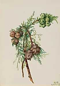Monterey Cypress (Cupressus macrocarpa) by Mary Vaux Walcott
