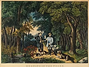 Morning in the Woods