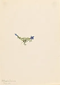 Moss Gentian (Gentiana prostrata) by Mary Vaux Walcott