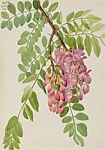 New Mexican Locust (Robinia neomexicana)