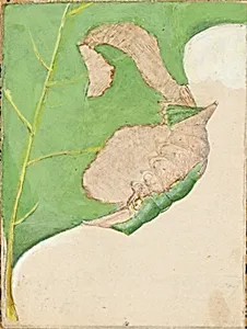 Oak Leaf Edge Caterpillar, study for book Concealing Coloration in the Animal Kingdom