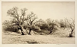 Oaks in Windsor Park by Kerr Eby