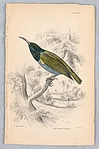 Olive-Backed Sunbird, Plate 16 from Birds of Western Africa