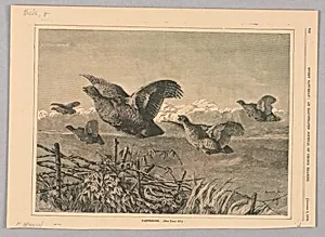 Partridge, Illustration for Every Saturday (I, October 1, 1870, p. 632)