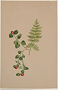 Partridgeberry (Mitchella repens) by Mary Vaux Walcott