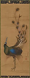 Peacock