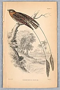 Pennant-Winged Night-Jar, Plate 5 from Birds of Western Africa