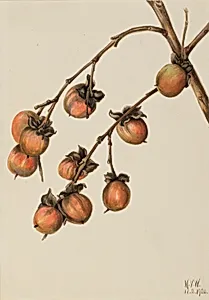 Persimmon (Diospyros virginiana) by Mary Vaux Walcott