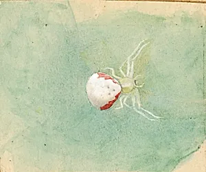Porcelain-White Spider