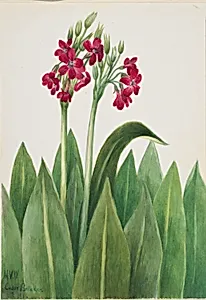 Primrose (Primula parryi)