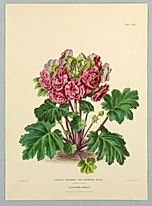 Primula Praenitens, Var. Atrorosea Plena, Plate LXII from Edward George Henderson's "The Illustrated Bouquet"