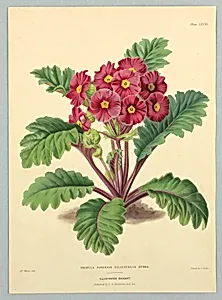 Primula Sinensis Filicifolia Rubra, Plate LXVIII from Edward George Henderson's "The Illustrated Bouquet"
