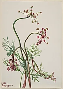 Pseudocymopterus montanus