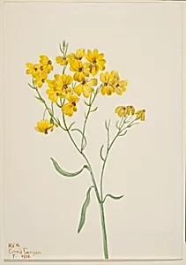 Psilostrophe sparsiflora