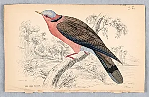 Red-Eyed Pigeon, Plate 22 from Birds of Western Africa