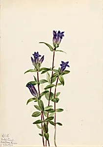 Riverbank Gentian (Gentiana affinis) by Mary Vaux Walcott