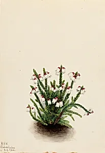 Rocky Mountain Cassiope (Cassiope mertensiana) by Mary Vaux Walcott