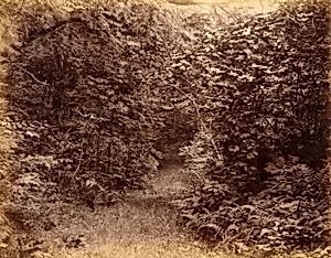 Scene in Woods' Wood, from the album Views of Charleston, New Hampshire