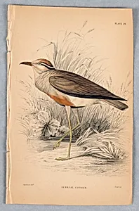 Senegal Courier, Plate 24 from Birds of Western Africa