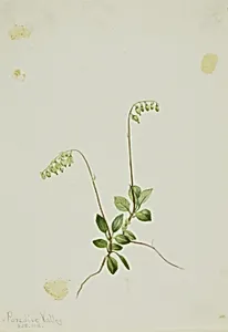 Sidebells Pyrola (Pyrola secunda) by Mary Vaux Walcott