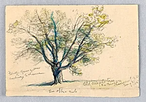 Sketch, Maple Tree