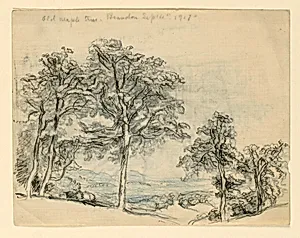 Sketches, Maples