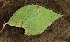 Smaller Spotted Beach Leaf Edge Caterpillar, study for book Concealing Coloration in the Animal Kingdom
