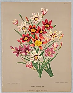 Sparaxis Tricolor Varr., Plate 77 from A. C. Van Eeden's "Flora of Haarlem"