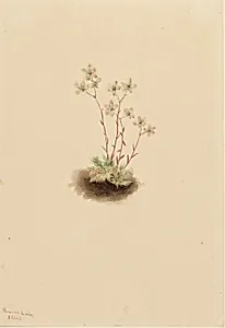 Spotted Saxifrage (Saxifraga bronchialis) by Mary Vaux Walcott
