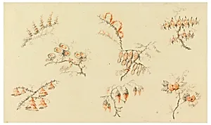 Sprays of Seven ideal Flowers and of one quasi naturalistic flower