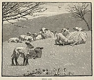 Spring Lamb, from Scribner's Monthly, June 1880