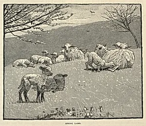 Spring Lamb, from Scribner's Monthly, June 1880