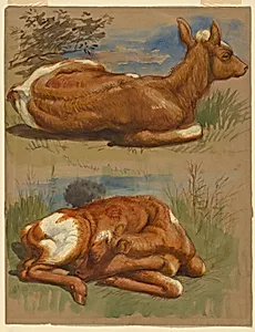 Studies of Calves, Stockbridge by Samuel Colman, American, 1832–1920