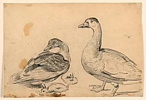 Studies of Ducks and a Fowl with Chickens