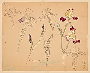 Studies of Irises