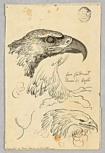 Studies of Two Eagle Heads and One Wing, from Cardinal Bernis' Eagle by Unknown