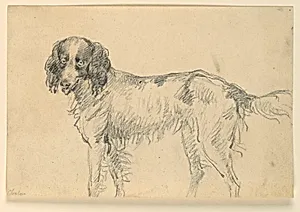 Study of a Dog
